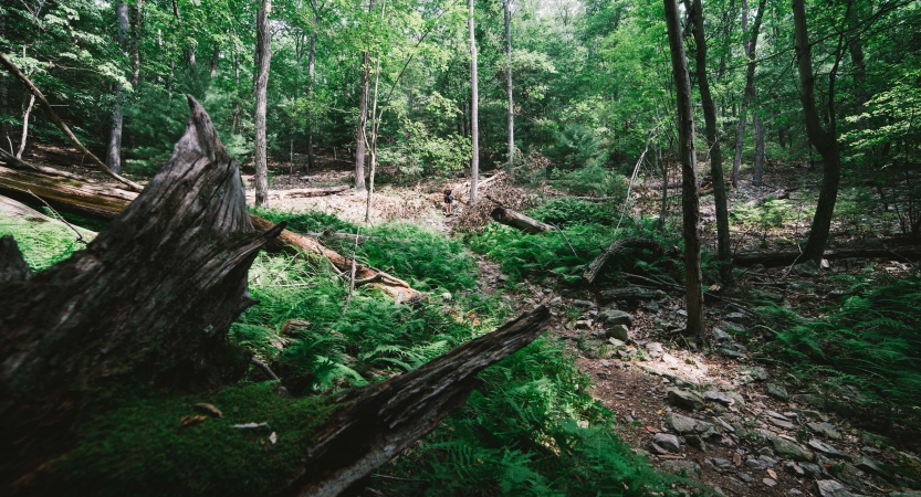 Sun shines through a dense green wooded area